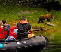 Alaska is known for its wildlife, and AdventureSmith Explorations helps visitors get up close to brown bear habitats. // © 2011 AdventureSmith Explorations
